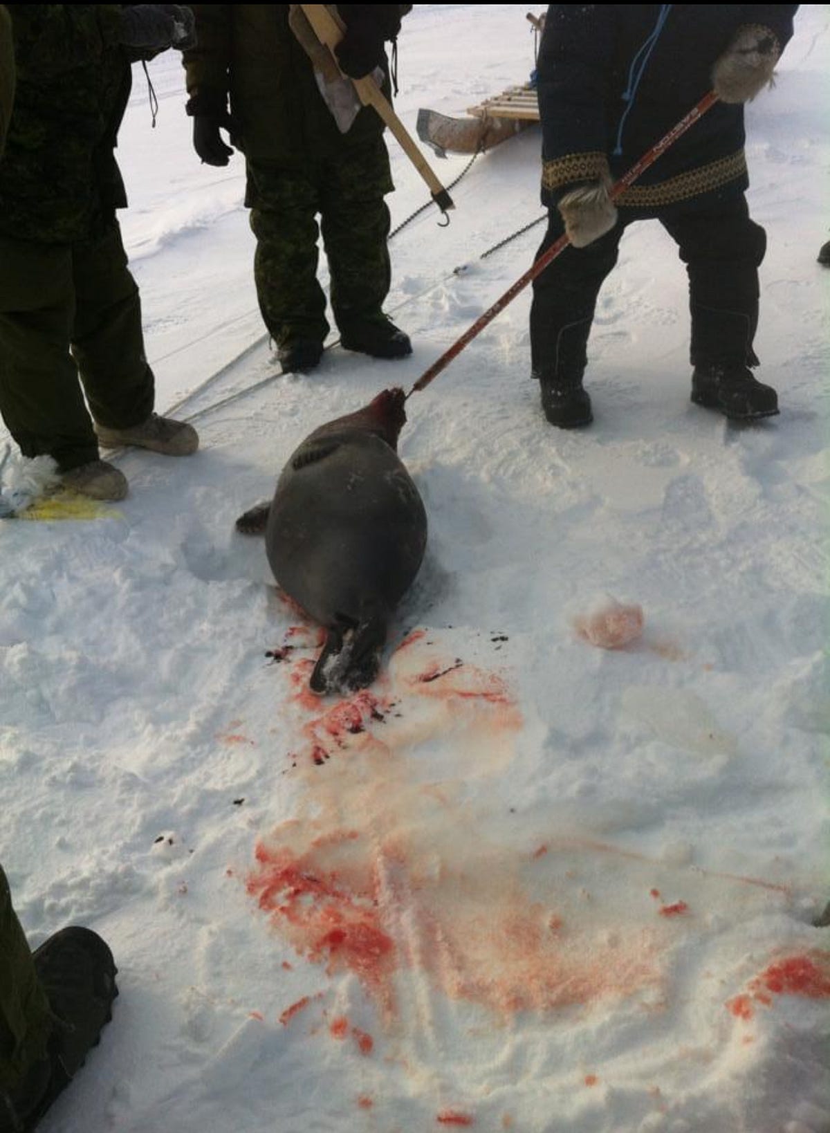 Seal Hunting with the Inuit on Resolute Bay, Nunavut by Jay Tarzwell