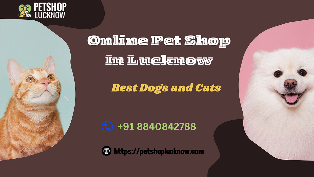 Online Pet Shop in Lucknow Discover the Best Dogs and Cats by