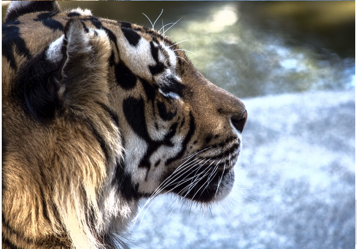 Analysis of image content with python and opencv | by Samyuktha Mantri ...