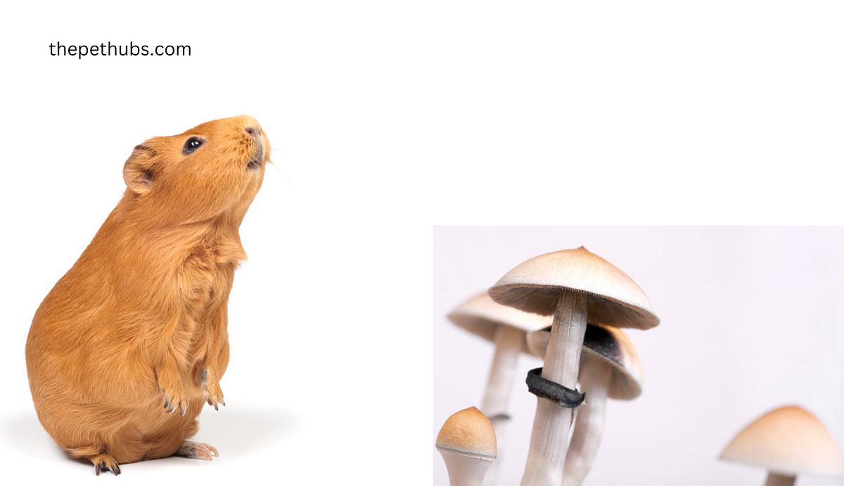 Lush Can Guinea Pigs Have Mushrooms Landscape Nature Lush Can Guinea Pigs Have Mushrooms Landscape Nature