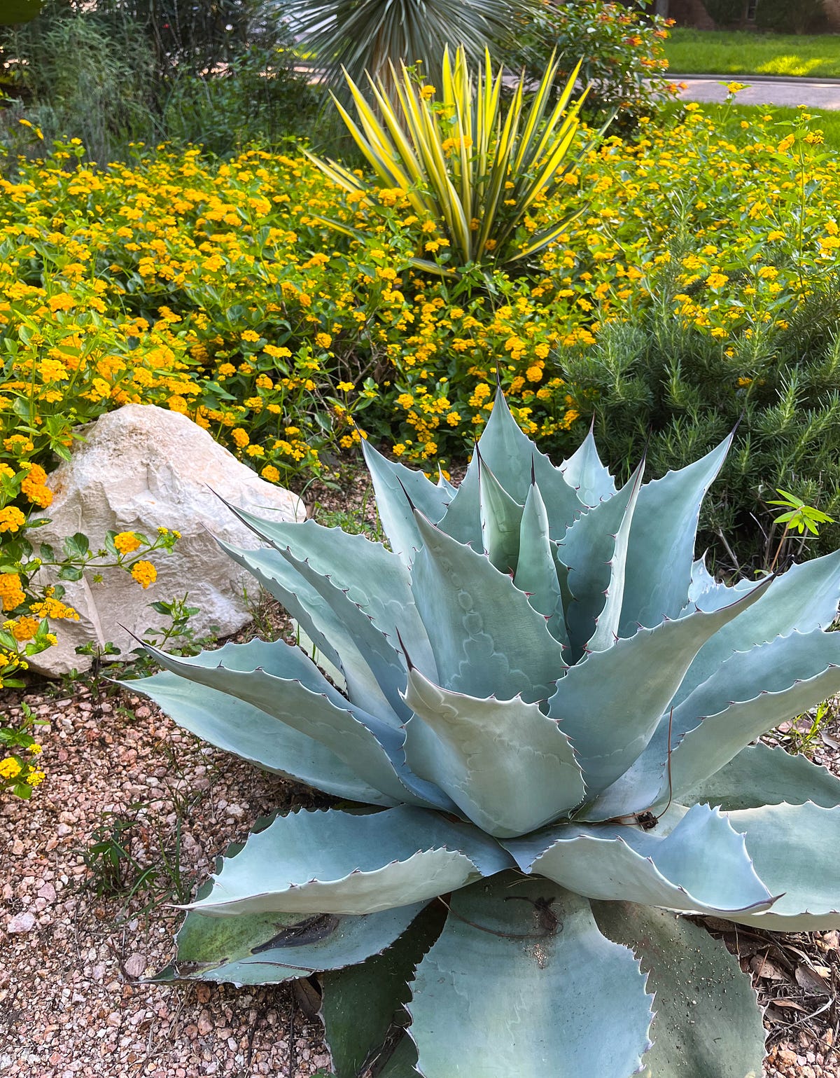 5 Plants That Survived The Most Recent Droughts and Freezes in Texas
