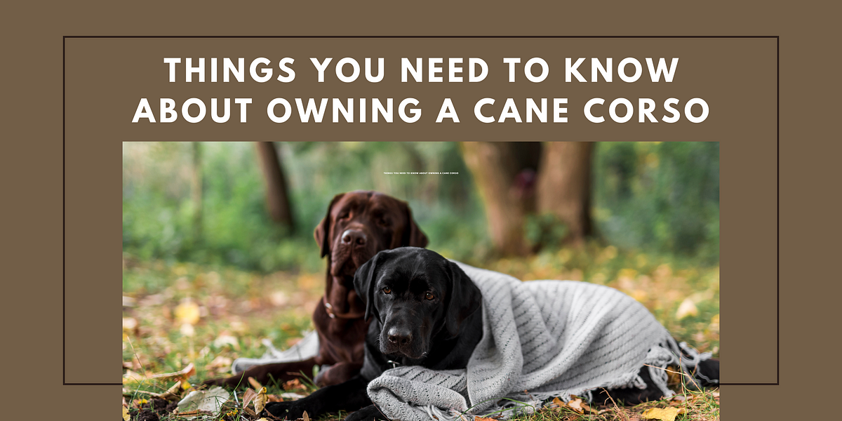 Things You Need to Know About Owning a Cane Corso by Its About Dog