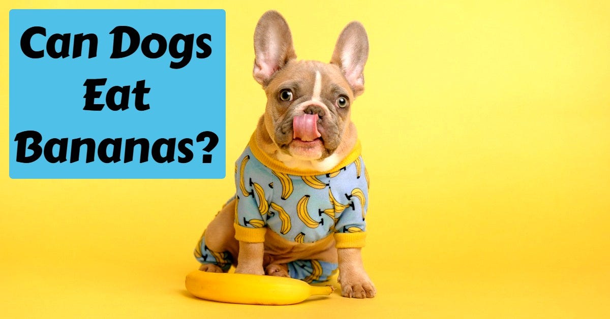 Photo inspiration: Visual Reference: Can Dogs Eat Bananas Learn If They Re A Healthy