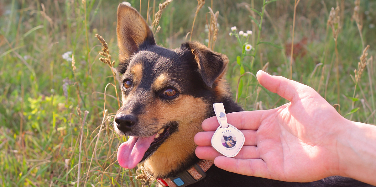 Sleepets Dog Tracker Review Pet Tag for iPhone with Apple FindMy