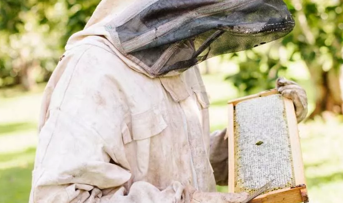 How Much Does a Beehive Removal Cost? by Santee Pest Control Company