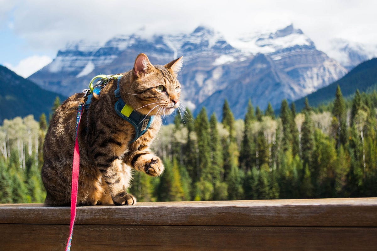 Should You Get Pet Insurance. My cat Teddy is currently 4 years old
