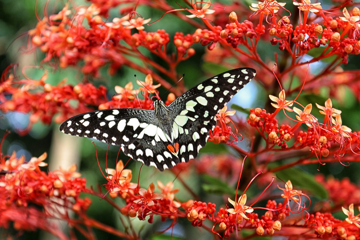 Common Lime butterfly. We have a pagoda flower plant at home… | by ...