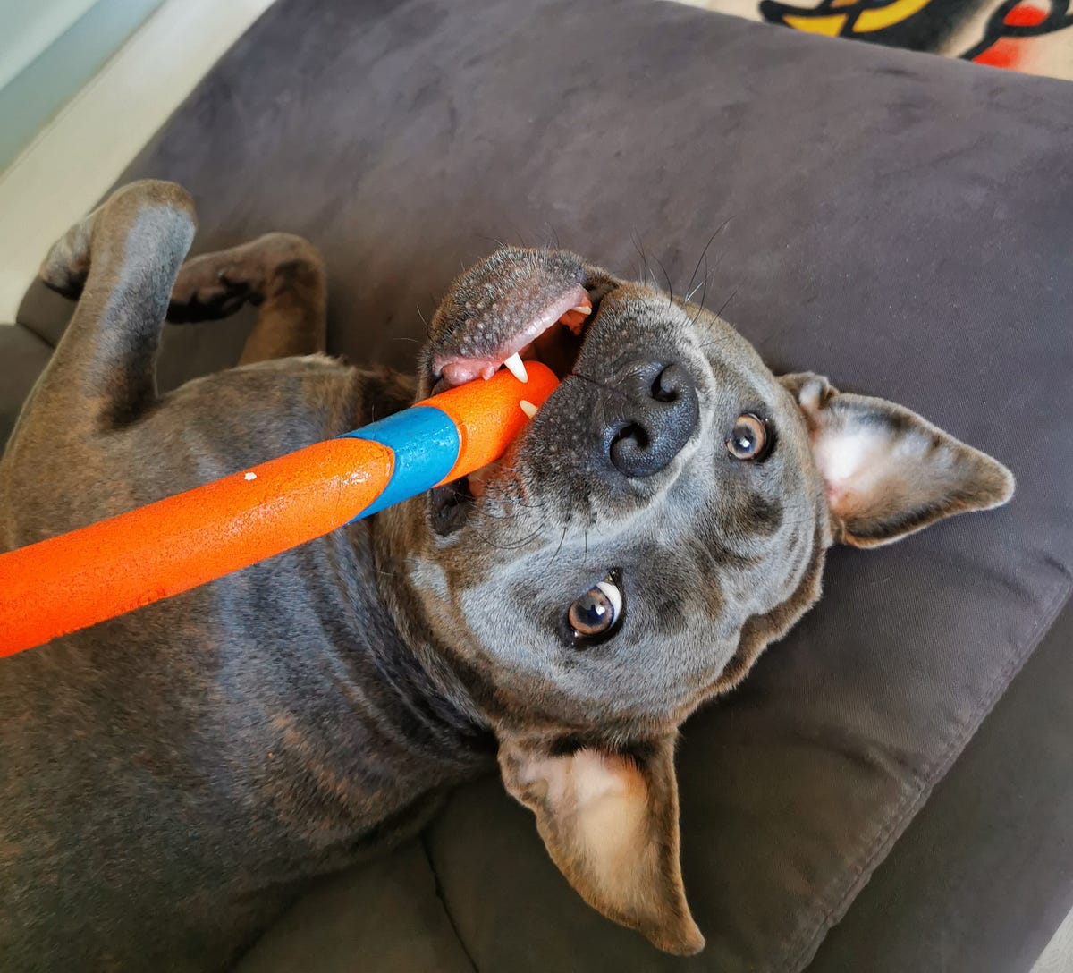 I’m 97 Sure My Dog Hates Me (But I’m OK With It) by Alexander J