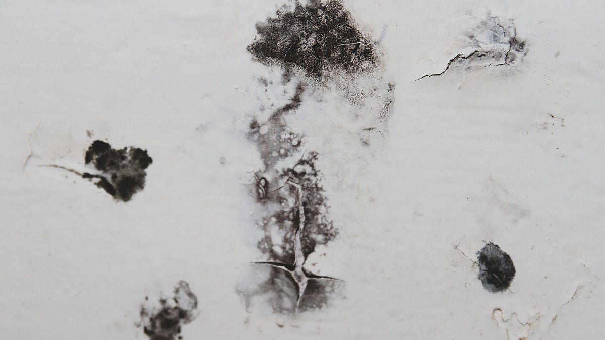 The Best Binder For Mold Toxicity by Immanencehealth Medium