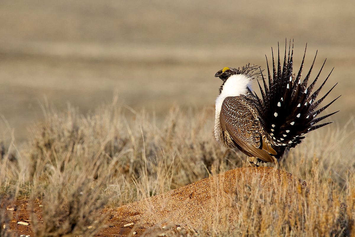 How Saving the Sage Grouse Would Help Protect the West | by Amanda Jahshan  | Natural Resources Defense Council | Medium