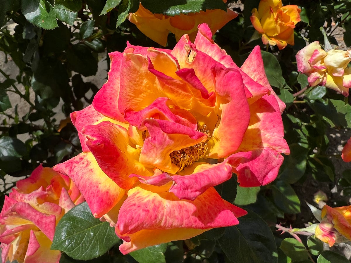 Image of: This East Bay Park is a Rose Lover’s Paradise