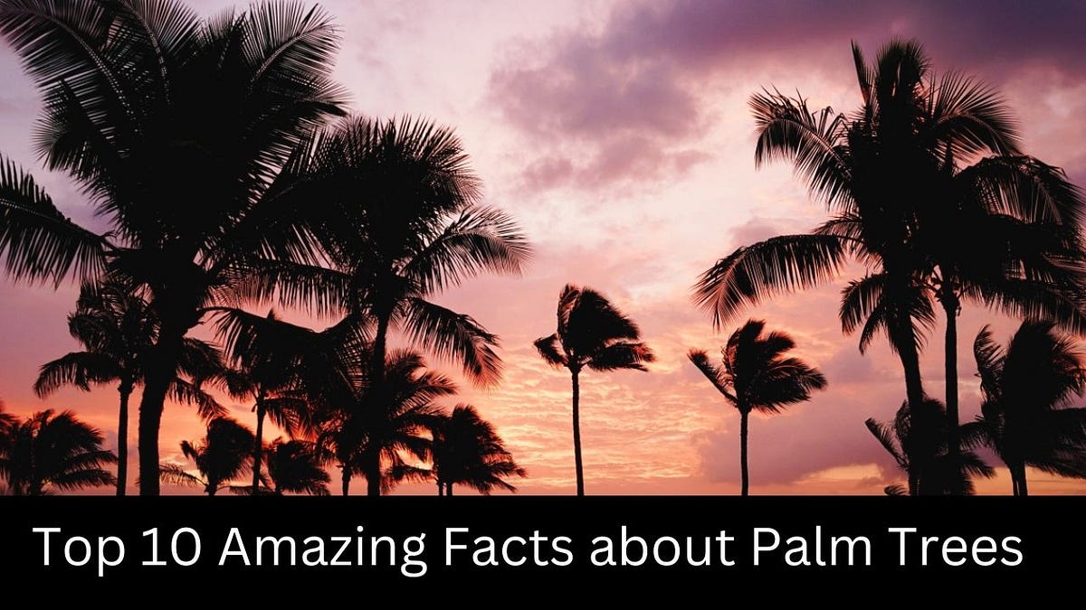 Amazing Facts about Palm Trees — Facts Plant by Fact Zone Medium