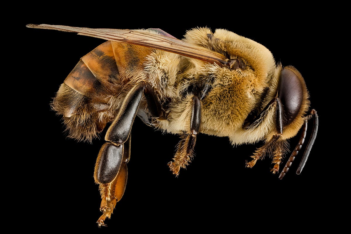 Should Vegans Eat Honey?. Turns out that the honey question is… by jay vera summer Tenderly