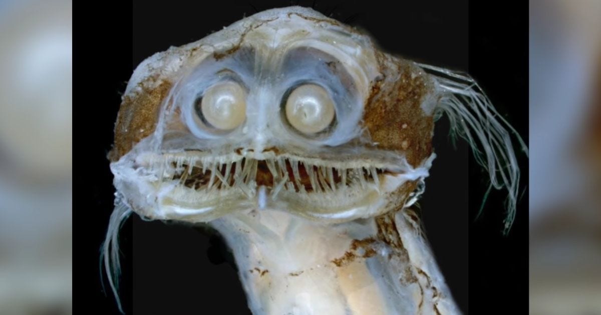 Telescope Fish — The Strangest and Scariest Fish ever in DEEP SEA