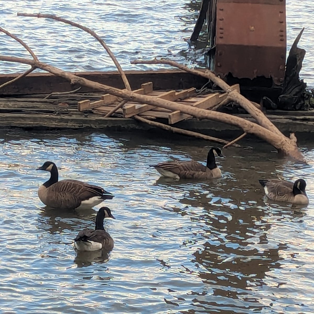 Four geese in a river, next to a dock