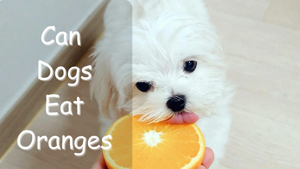Can dogs eat oranges. Yes, dogs can eat oranges in… by Dogs Doctor