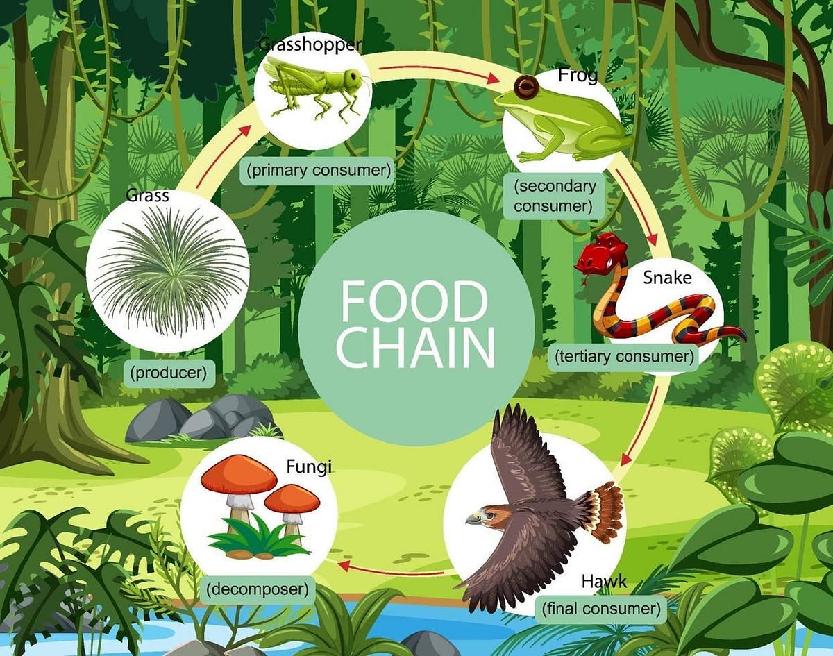Forest Food Chains: Exploring the Intricacies of Ecosystem Dynamics, by Dr  Ahsanur Rahman, PHD