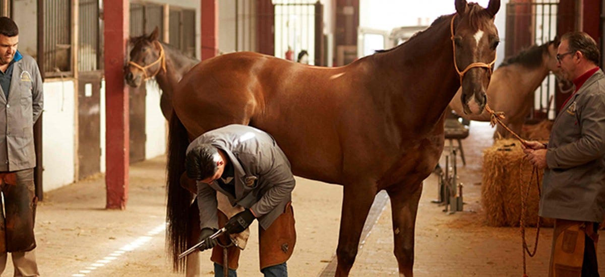 Cuál es la función del Herraje en el Caballo? | by Horses Polo Argentino |  Medium
