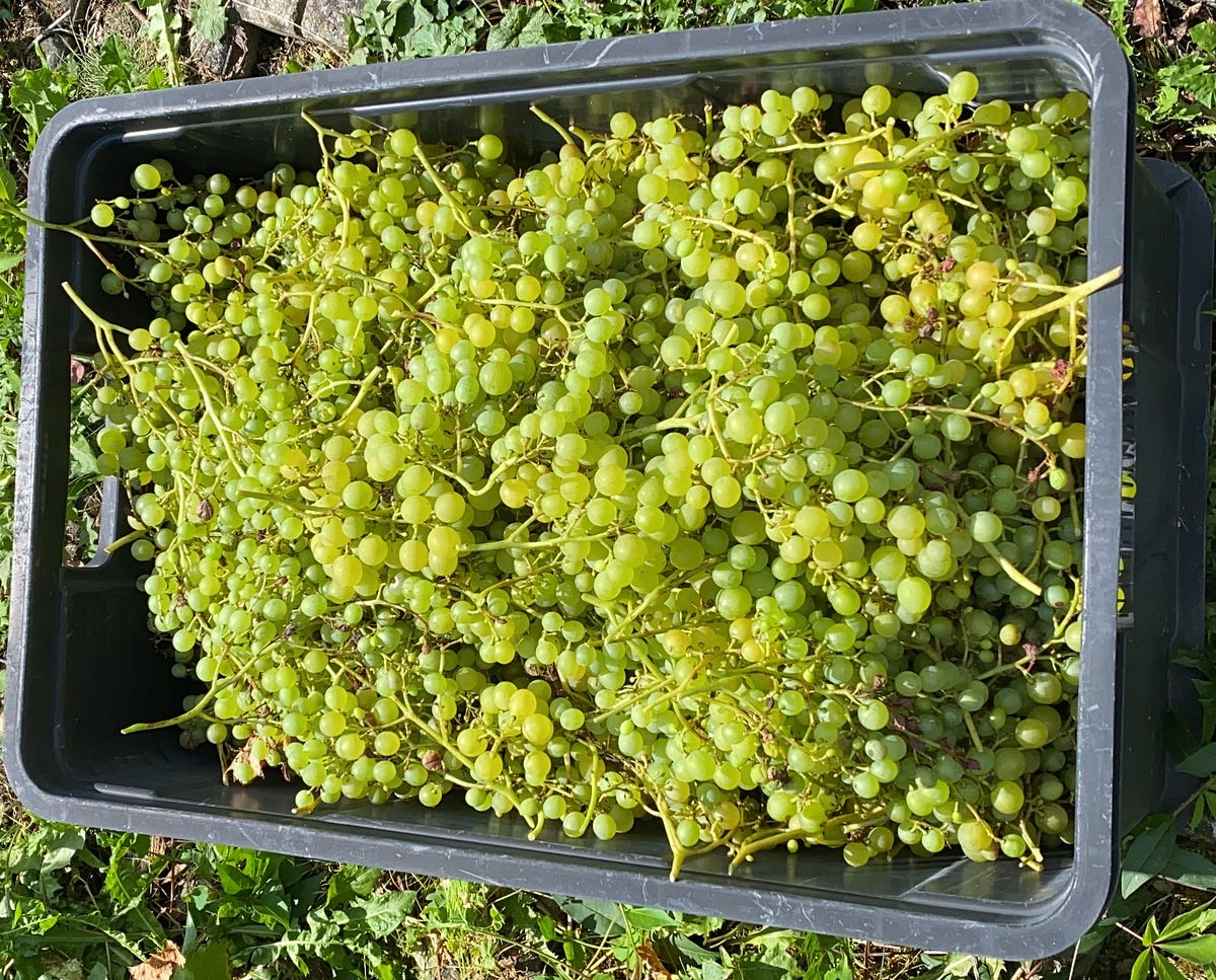 Home Winemaking. The story of my homemade wine starts… by Miguel