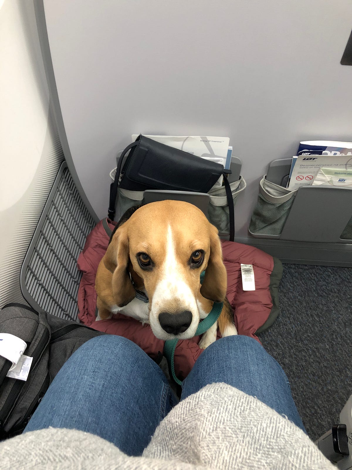 Багаж для животных в самолете. Авиаперевозка животных. Собака в салоне самолета. S7 перевозка животных в самолете. Аэрофлот условия перевозки животных.