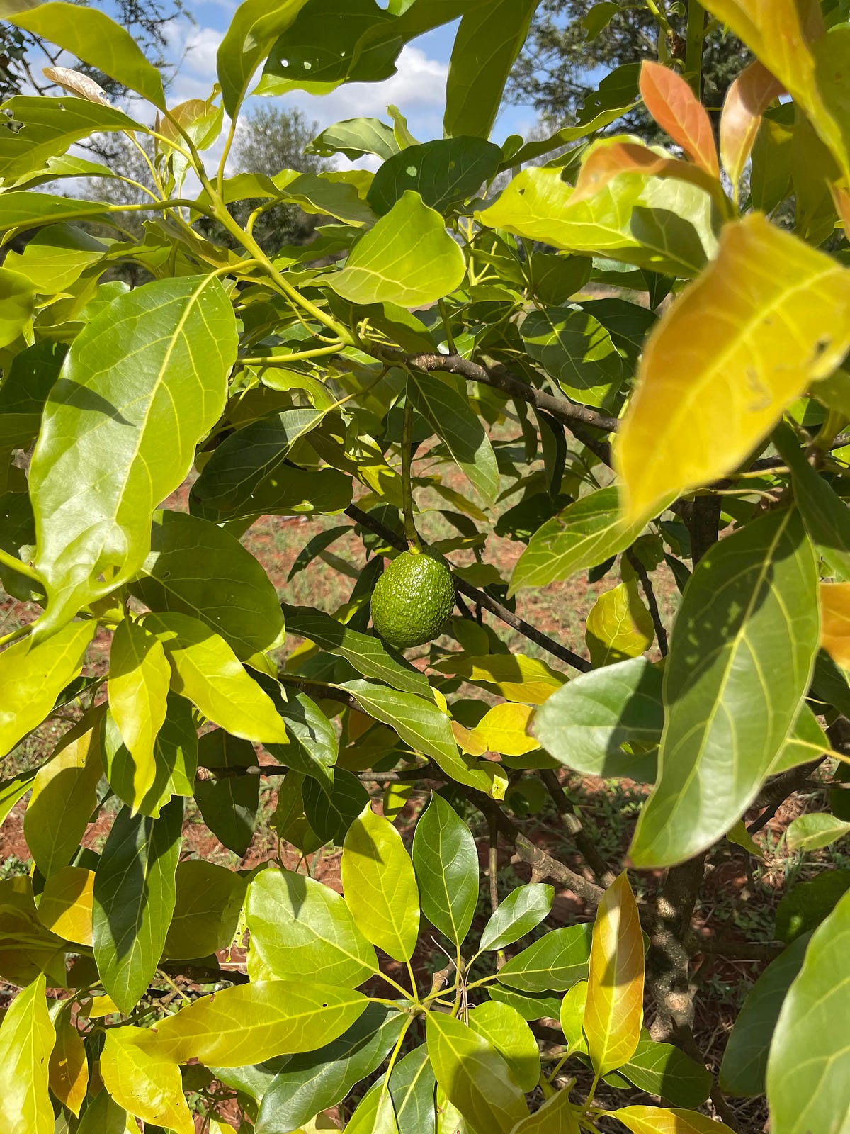 The Avocado Thottie Leak: Remembering The Lessons Learned - fcjbob1