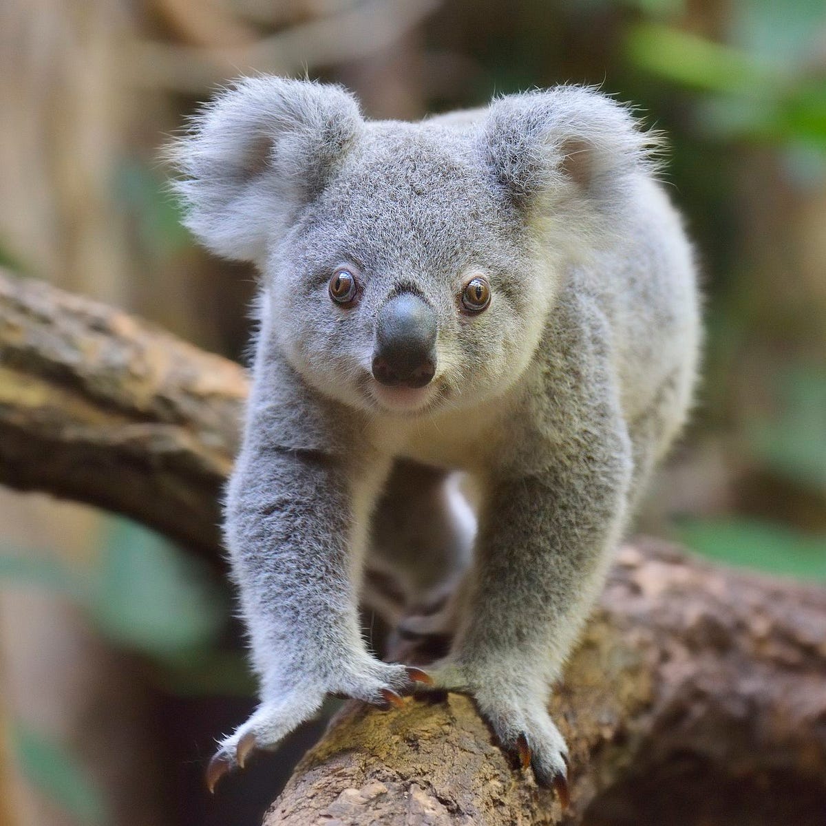 Are Koalas Endangered Animals? What You Need To Know | by Sana irfan ...