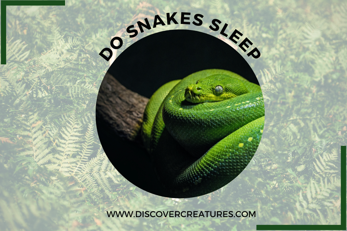 Do Snakes Sleep? “Yes” 6 Facts need to know by Discover Creatures