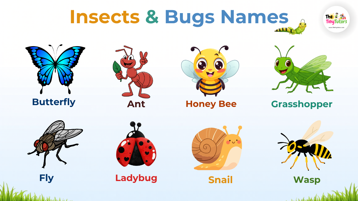 Insects and Bugs for Kids: A Fun Learning Story