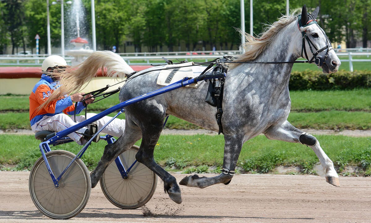 WHAT IS HARNESS RACING?. Harness racing is a type of Horse… by 경마사이트