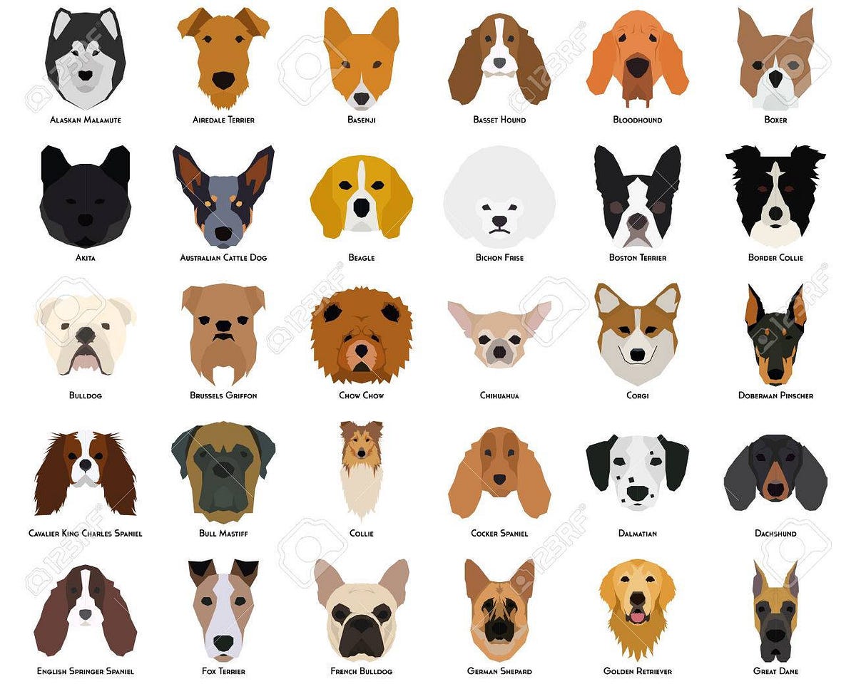 Dog Breed Classifier. Overview by Akash Lal Medium