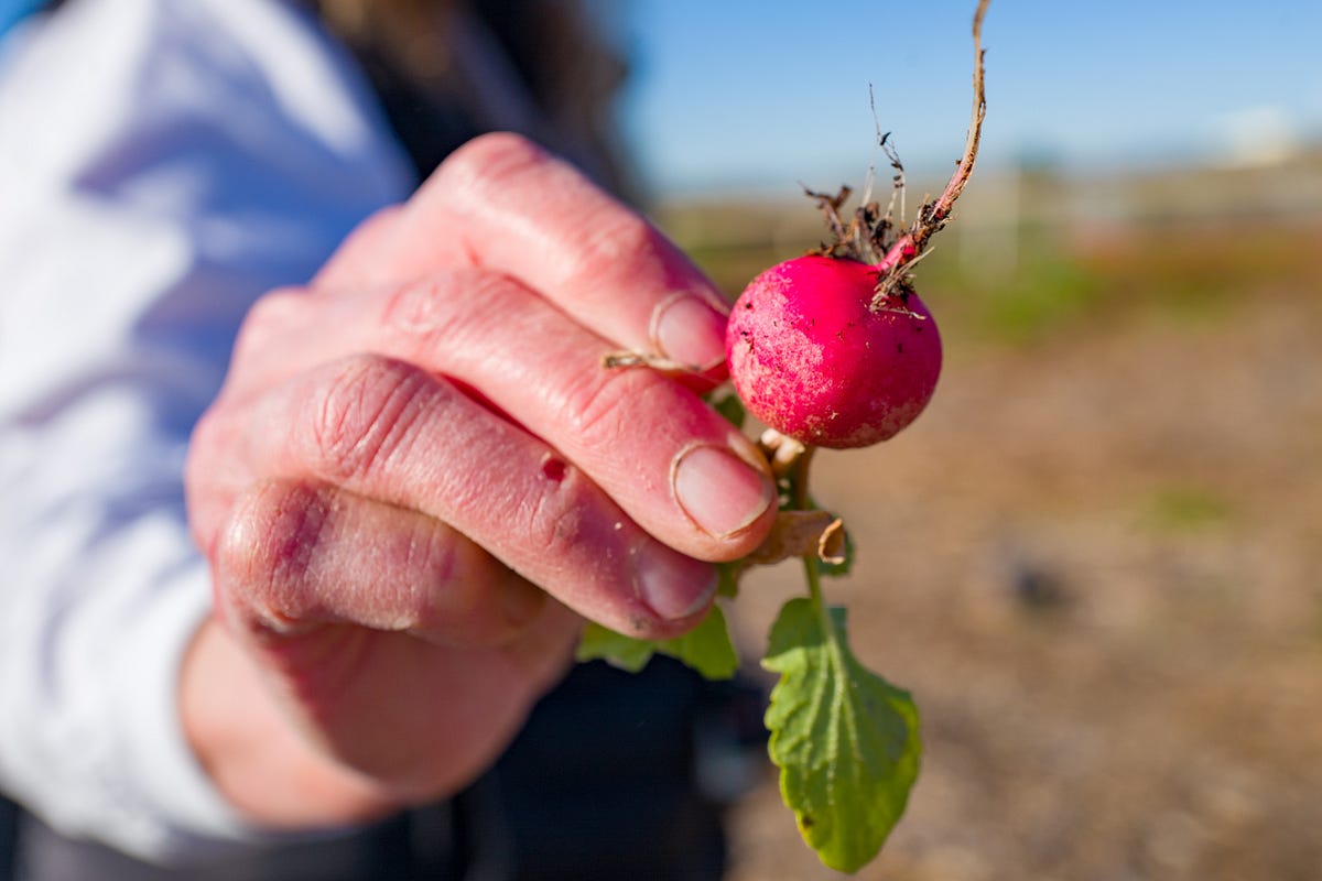 Image of: This Bay Area Farm Reuses Water to Grow Veggies