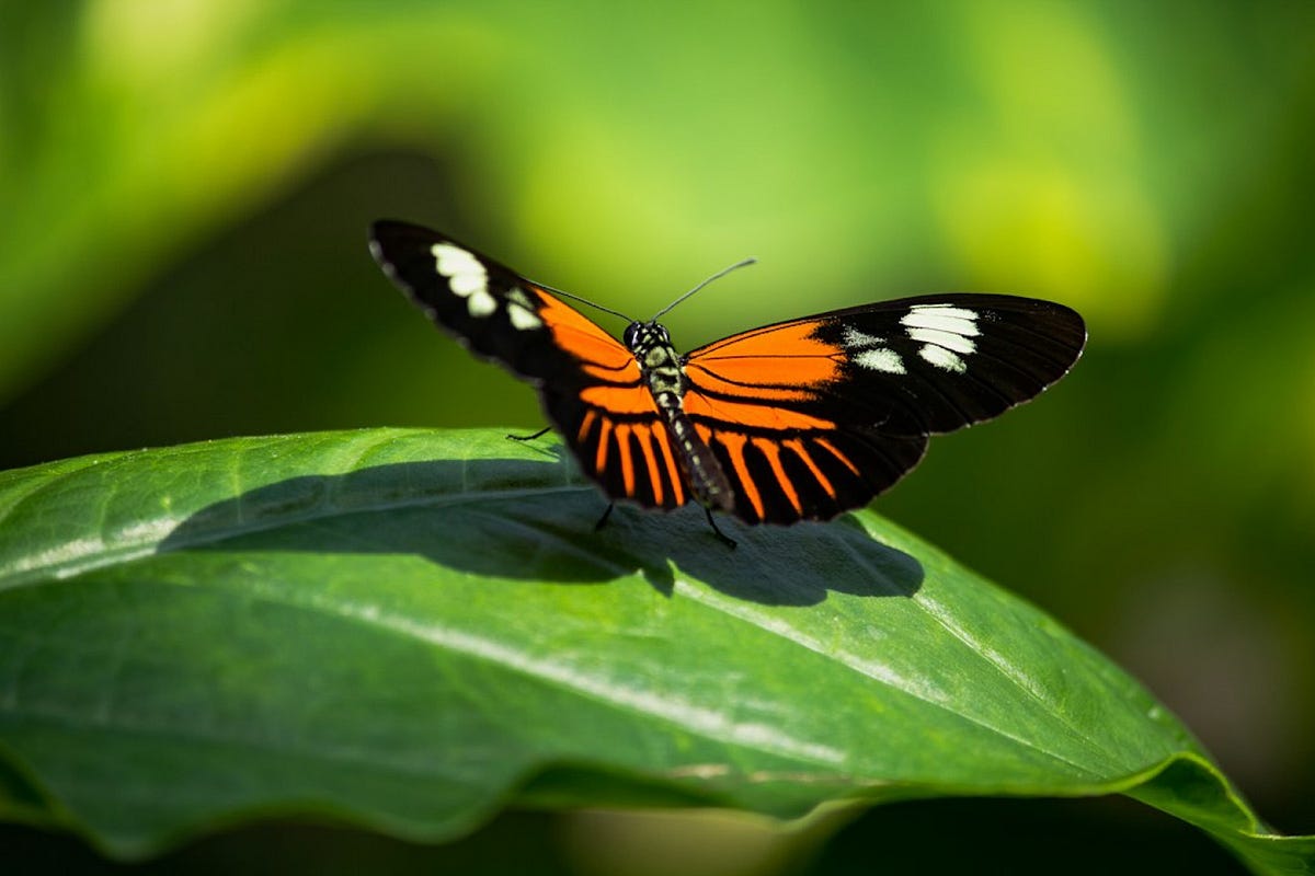 How to Perform Data-Driven Testing Using Postman | by Chandan Kumar ...