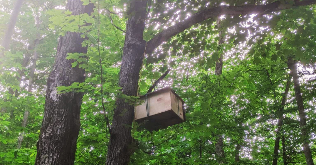 Crafting Buzz: Build Your Own Bee Swarm Trap on a Budget!