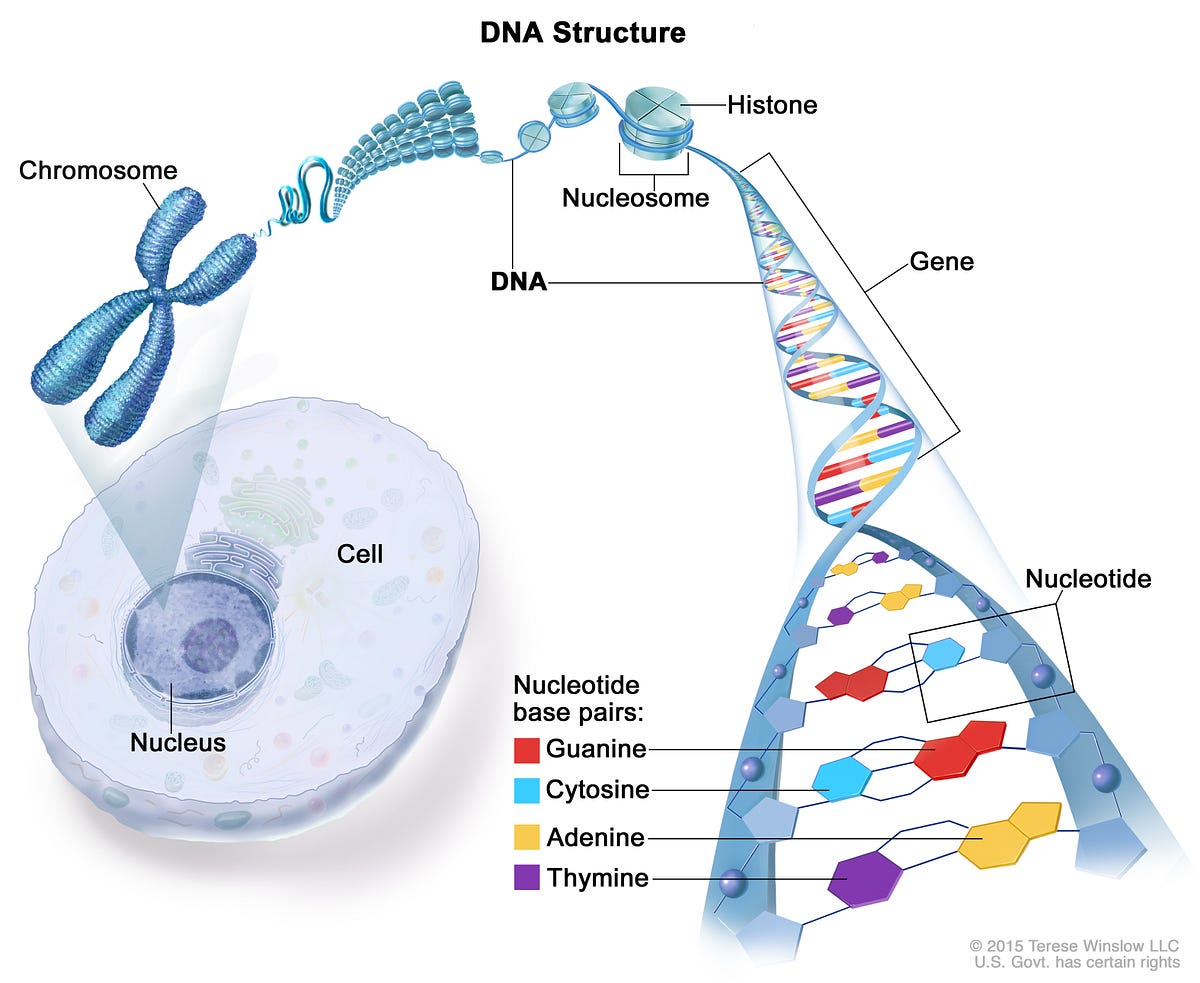 HOW DOES UV LIGHT AFFECT OUR DNA? by Theodora Chatziisaak Medium