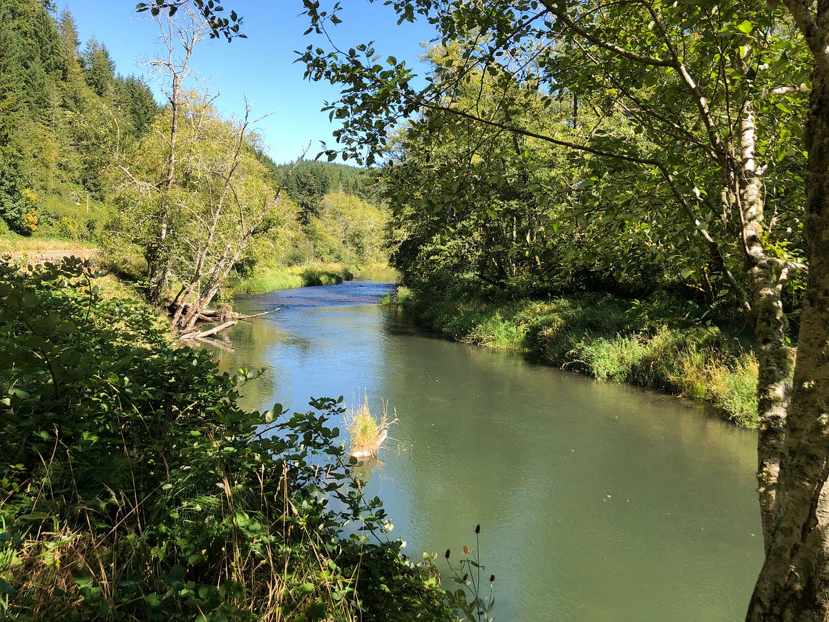 Saving Salmon in the Skookumchuck by The Washington Department of