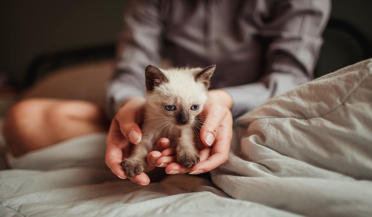 Pet Pioneers 10 Innovative Small Business Ideas for Pet Owners by