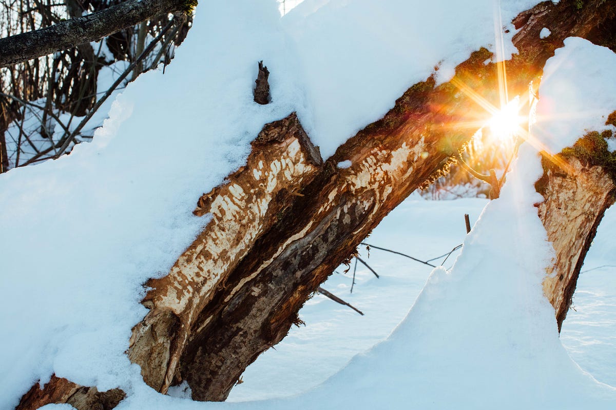BUSY BEAVERS. Beavers in Washington state are being… | by The Planet ...