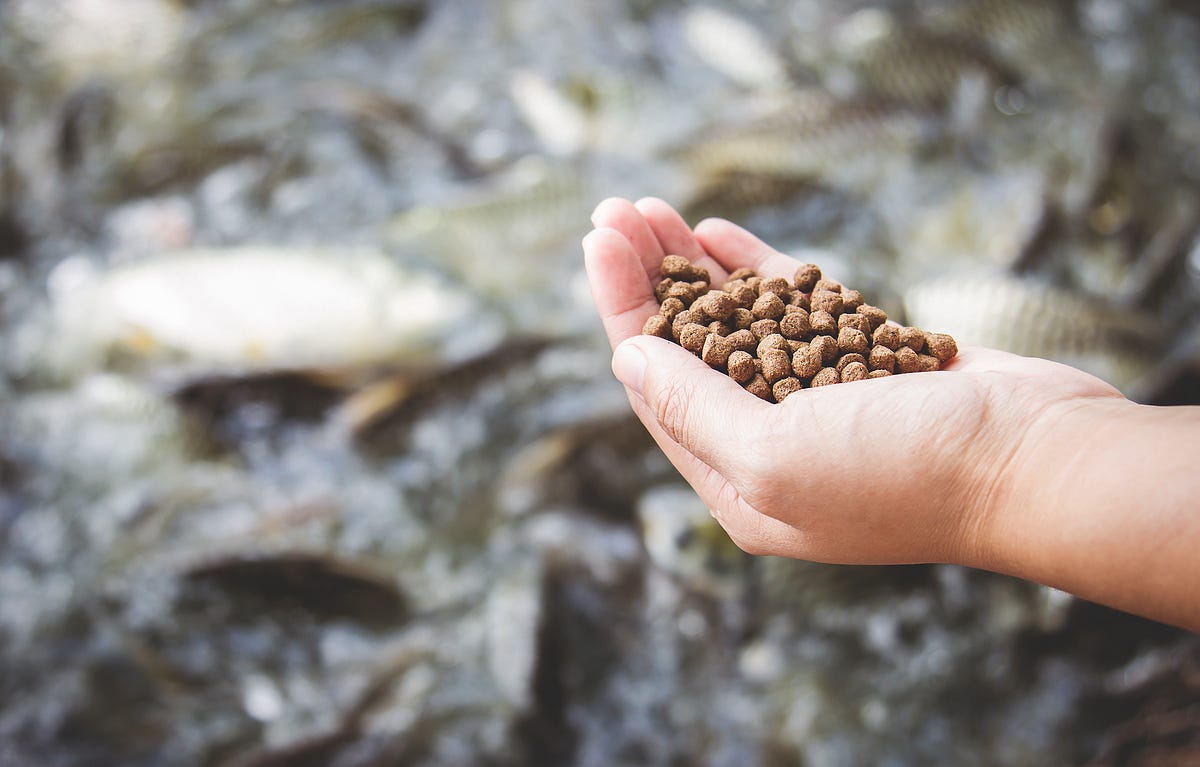 Fish Feed Manufacturers In India Tirupati Tradewing Pvt Ltd Medium fish-feed-manufacturers-in-india-tirupati-tradewing-pvt-ltd-medium