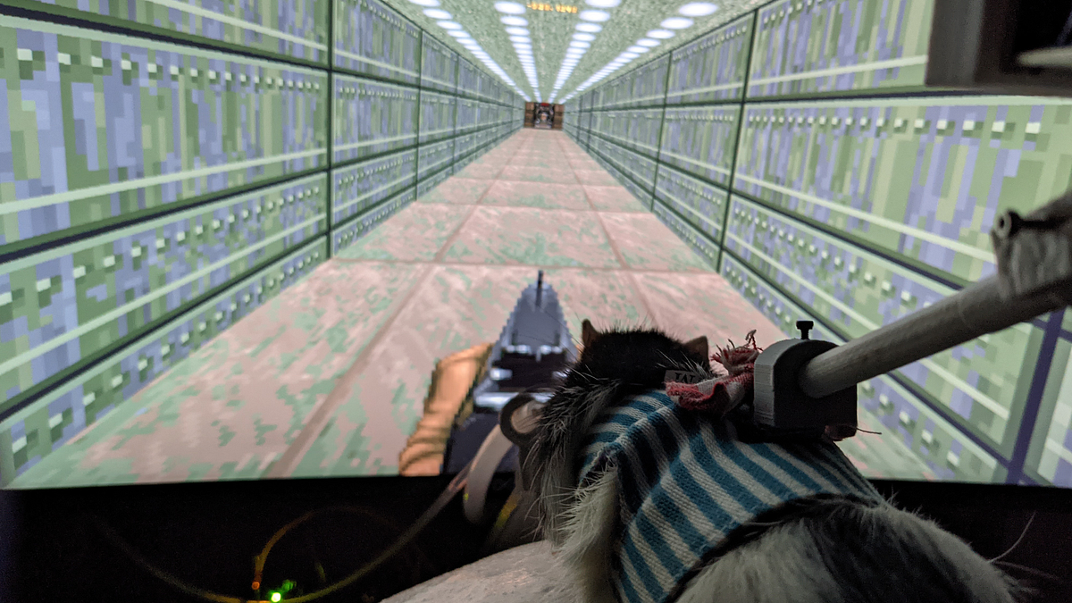 Rats in Doom a novel VR setup for rodents Mindsoft