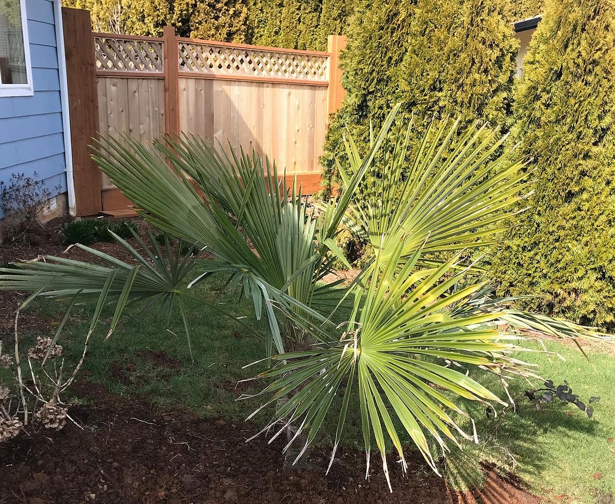 Even Palm Trees Need Time for Growth by Holly Emery Medium