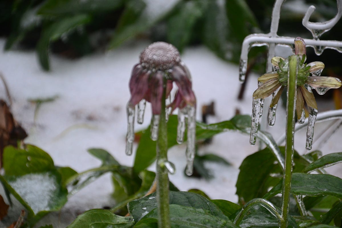 What is Colder Weather About?
		Causes and Effects of Colder Weather Patterns