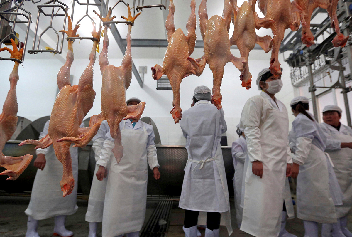 На рынке мяса птицы в стране. Птицеферма в Китае. Рынок мяса птицы. Производители мяса птицы мяса.