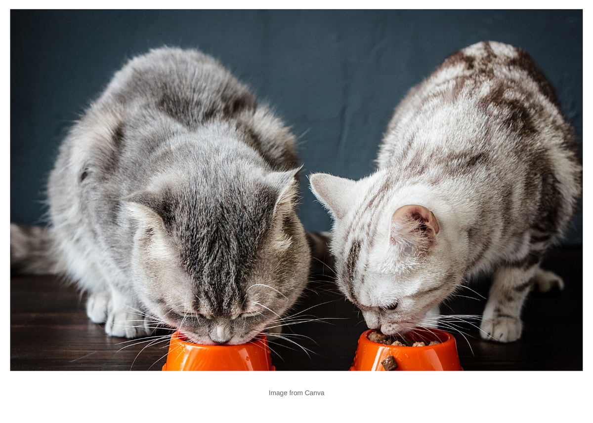 Six things you should know when choosing and changing cat food by