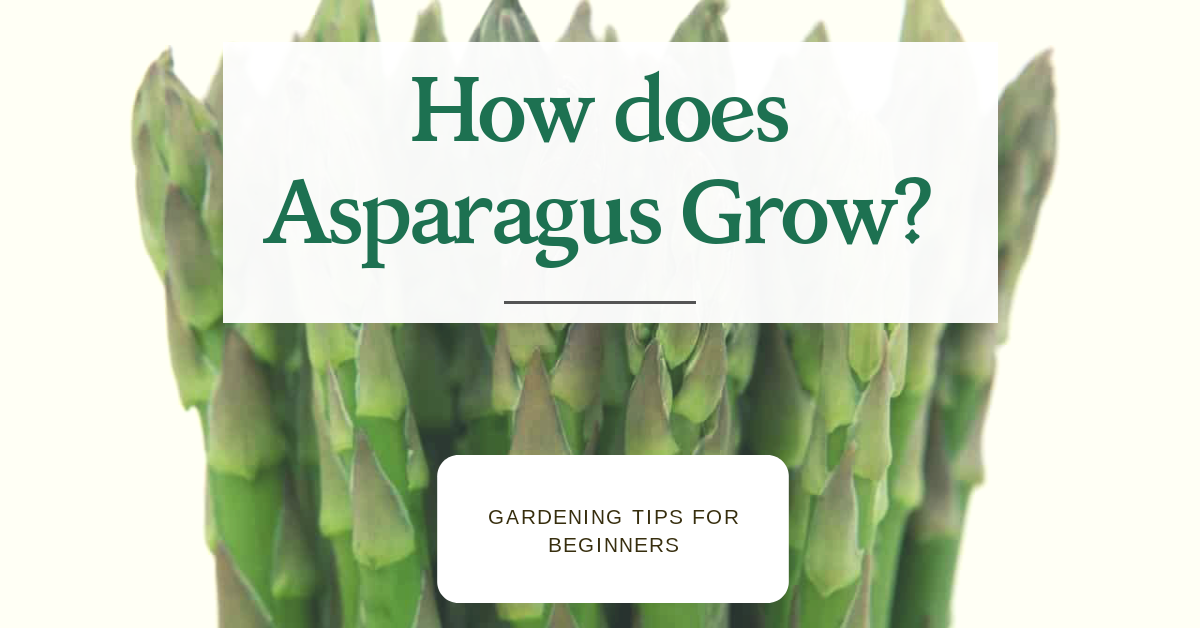 What is Asparagus? How Does it Grow? Benefits[English / Hindi] by