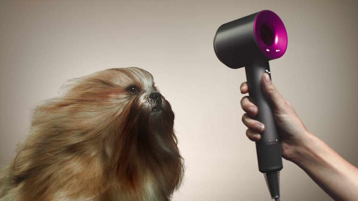 Get The Best Dog Hair Dryer For Your Pet by Julia Gomes Souza Medium