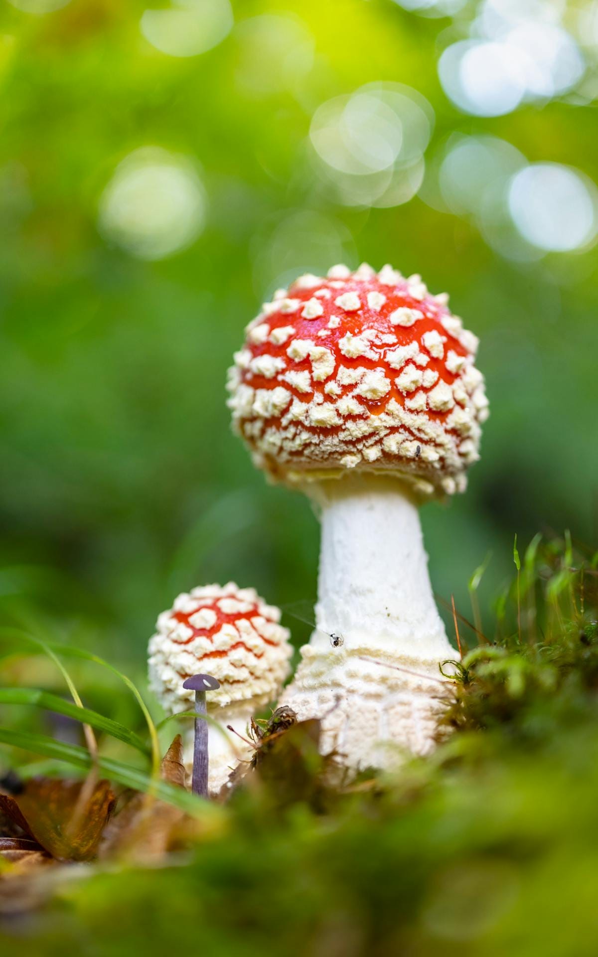 Magic Mushroom Laws StateByState — Where Are Magic Mushrooms Legal or
