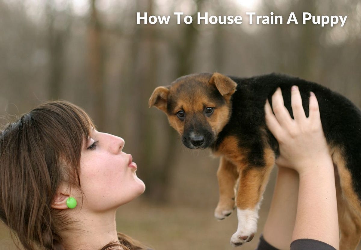 How To House Train A Puppy Or Dog by Dog Trainer Medium