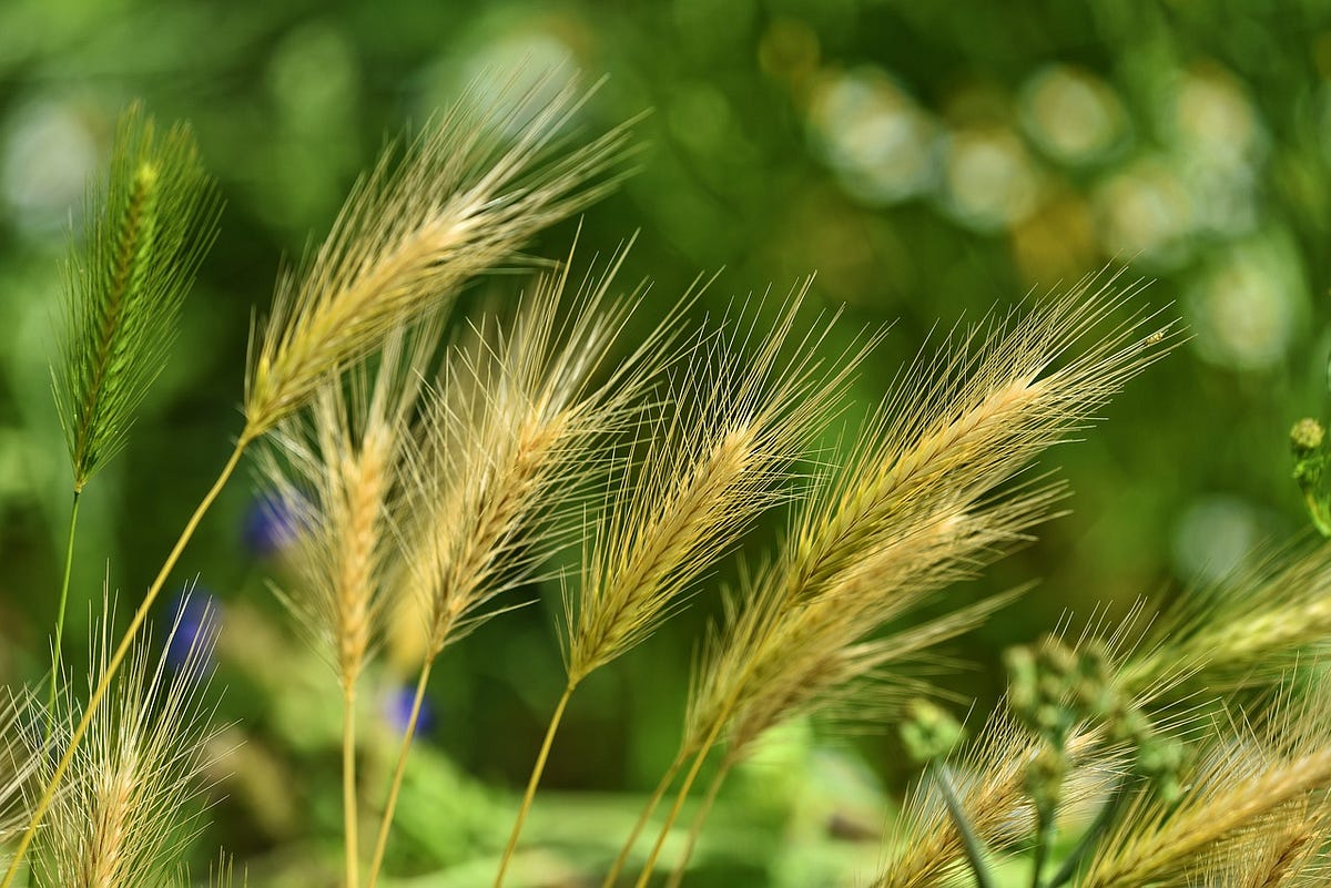 Be Patient With Church Sinners Parable Of The Weeds Matthew 13 24 30 