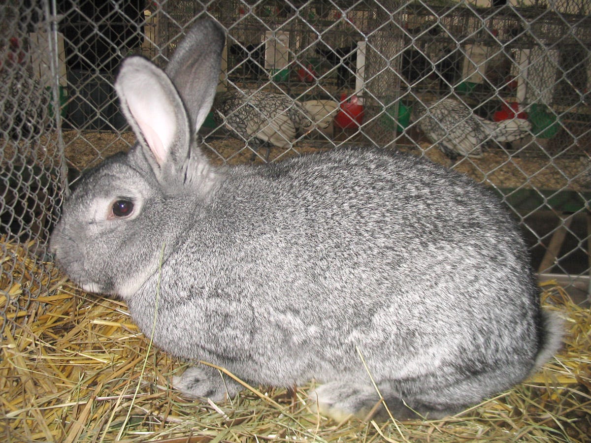 Chinchilla Rabbit Breed: An Endangered Breed | by Val Garner - 🖋️ Pen ...