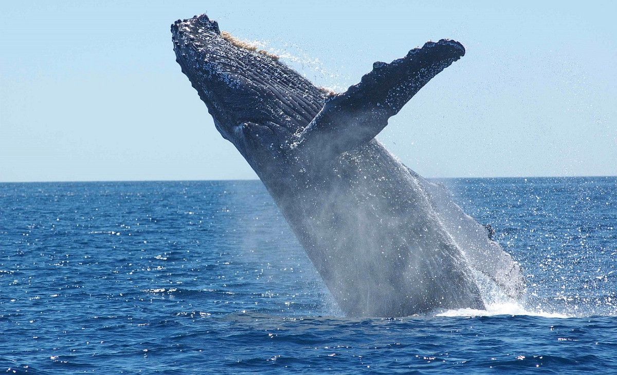 Image of: This Week’s Craziest SF Stories: Animal Edition